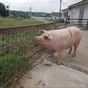 свиноматки, свиньи, поросята (опт) в Ульяновске и Ульяновской области 8