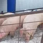 свиноматки, свиньи, поросята (опт) в Ульяновске и Ульяновской области 9