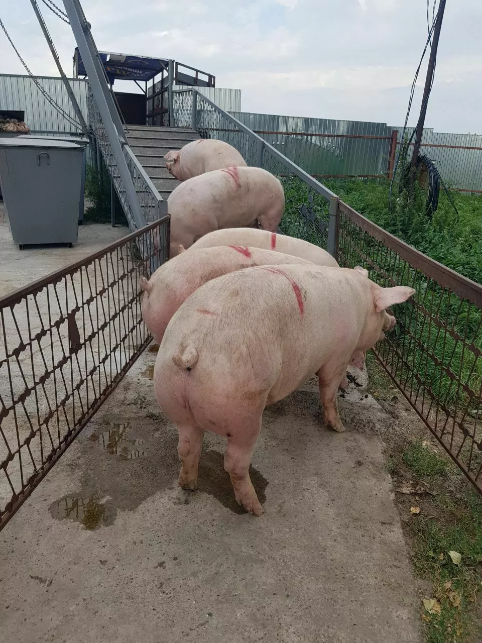 свиноматки, свиньи, поросята (опт) в Ульяновске и Ульяновской области 5