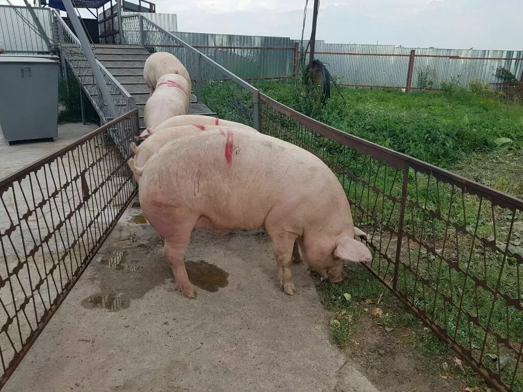 свиноматки, свиньи, поросята (опт) в Ульяновске и Ульяновской области 3