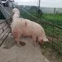 свиноматки, свиньи, поросята (опт) в Ульяновске и Ульяновской области 3