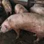 свиней сальной породы в живом весе 3 ком 2