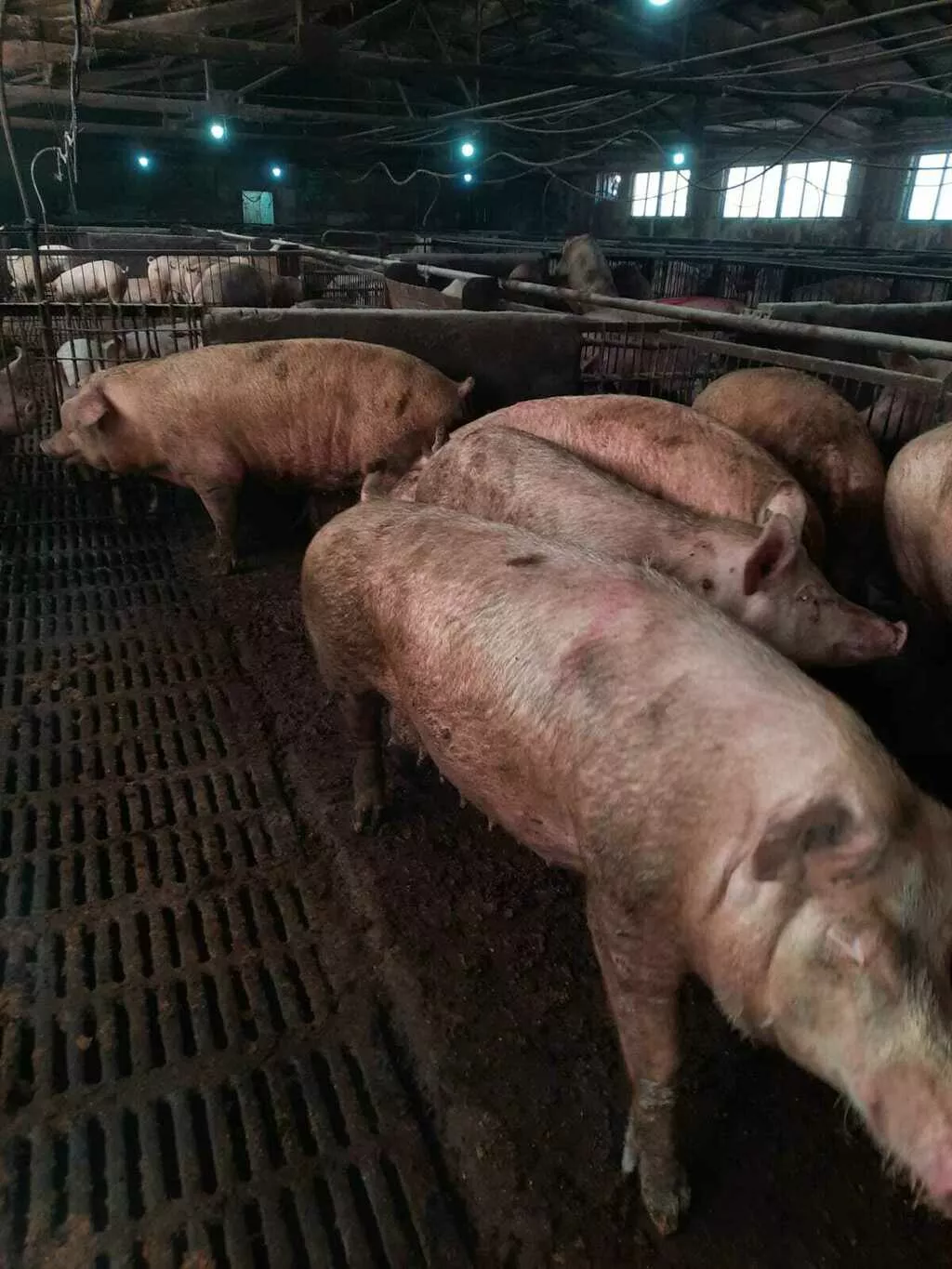 свиней сальной породы в живом весе 3 ком