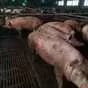 свиней сальной породы в живом весе 3 ком в Ульяновске и Ульяновской области
